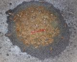 A picture of step 2 of Chatpate Chole (Kabuli Chana).