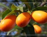 Foto del paso 1 de la receta: Mermelada de Quinotos