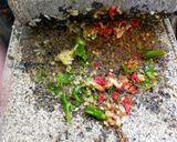 A picture of step 1 of Fresh Garlic Chutney.
