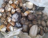 Foto langkah ke 1 dari resep Kerang asam manis🌾.