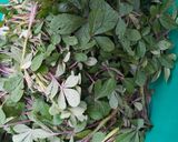 A picture of step 1 of Saga.. traditional vegetables.