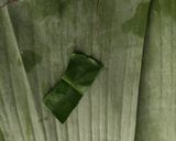 Foto langkah ke 4 dari resep Pepes tahu.