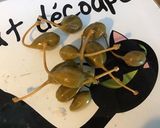 Une image de l'étape 7 de Carottes glacées et caramélisées aux câpres italiennes et oignon de roscoff.