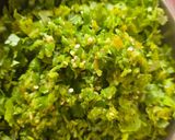 A picture of step 2 of Methi Palak Muthiya.