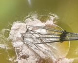 Foto del paso 2 de la receta Snack integral de pipas
