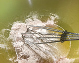 Foto del paso 2 de la receta: Snack integral de pipas