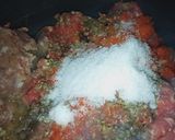 Foto del paso 3 de la receta: Tacos 🇦🇷🌮 argentino