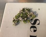 Une image de l'étape 1 de Salade de betteraves et carottes ala burrata,fleurs de thym et d'ail triquetre.