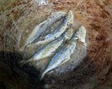 Foto langkah ke 1 dari resep Oseng Klotok Cabe Hijau.