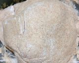Foto del paso 2 de la receta: Pan Integral 🍞🥖