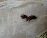 A picture of step 7 of Mutton Pulao.