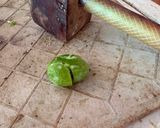 Foto del paso 1 de la receta: Aceitunas machadas caseras, de las de toda la vida