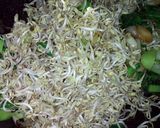 Foto langkah ke 3 dari resep Tumis kecambah.