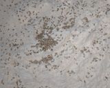 A picture of step 1 of Wheat flour Carom seeds Dough.