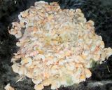 Foto langkah ke 3 dari resep Capcay Udang (Cap Jae Udang) Ala Najah.