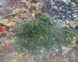 Foto del paso 3 de la receta: Frito mallorquín de cordero