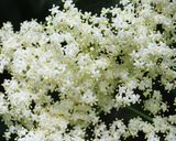 Foto del passaggio 15 della ricetta 65 • Ciambella ai fiori di sambuco 🌸 profumatissima e morbidissima 🌸