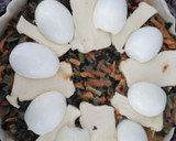 Foto del paso 8 de la receta: Tarta de acelga