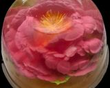 عکس مرحله 1 از دستور ژله تزریقی🌺🌸💐