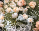 Foto del paso 3 de la receta: Spaghetti al nero di seppia con gulas, gambas y calamares