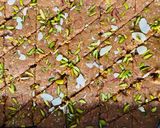A picture of step 7 of Caramel badam paak (Caramel almond fudge).