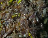 Foto del paso 4 de la receta: Churrasco frito
