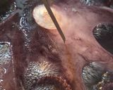 Foto del paso 2 de la receta: Pulpo a la gallega con patatas al pimentón
