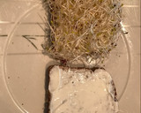 Foto del paso 2 de la receta: Sándwich vegano de aceitunas naturales y brotes de alfalfa