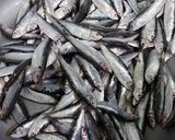Foto langkah ke 1 dari resep Ikan tumis Lombok.