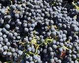 Foto del paso 7 de la receta: Conejo con vino blanco de El Bierzo #vendimia 2020