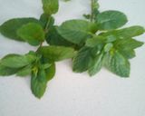 Foto del passaggio 5 della ricetta Polpette di broccolo e amenta
