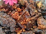 Paru goreng ketumbar