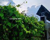 Hình bước làm 1 của món Làm SƯƠNG SÂM từ lá tươi