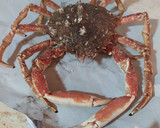 Foto del paso 1 de la receta: Cocer un centollo