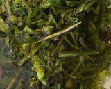 Foto langkah ke 1 dari resep Gulai sayur pakis teri.