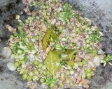Foto langkah ke 3 dari resep Tumis Kerang.