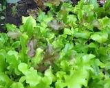A picture of step 1 of Healthy Salad.