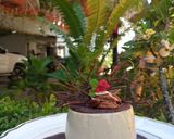 Foto del paso 3 de la receta: ~Pannacota de crema de avellana en salsa de chocolate~