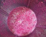 Foto langkah ke 2 dari resep Dragon Carrot Pineapple Juice.
