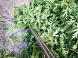 Tempura carrot leaves