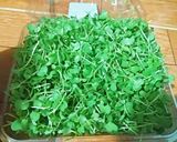 Hình bước làm 4 của món Salad ức gà rau quả