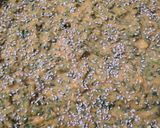 A picture of step 2 of Kothambir wadi.