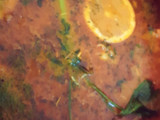 شوربة بالشعيرية