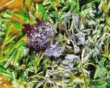 Foto langkah ke 5 dari resep Cah Kangkung.