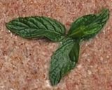 صورة لخطوة 3 من وصفة كبة نية