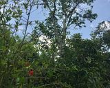 Hình bước làm 1 của món Mãng cầu Tây dầm