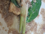 Empal Daging Sapi