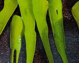 A picture of step 1 of Aloevera besan halwa.