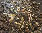 A picture of step 6 of Black Sesame Seeds Kachariyu - Gujarati Winter Pak.