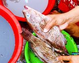 Hình bước làm 2 của món Cá song kho mật